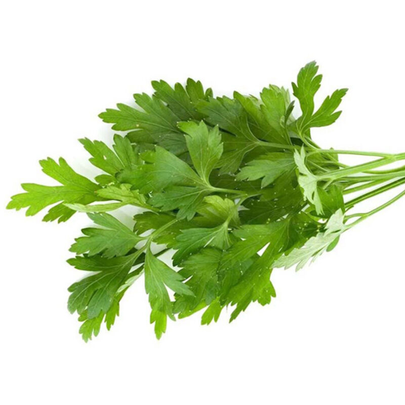 جعفری