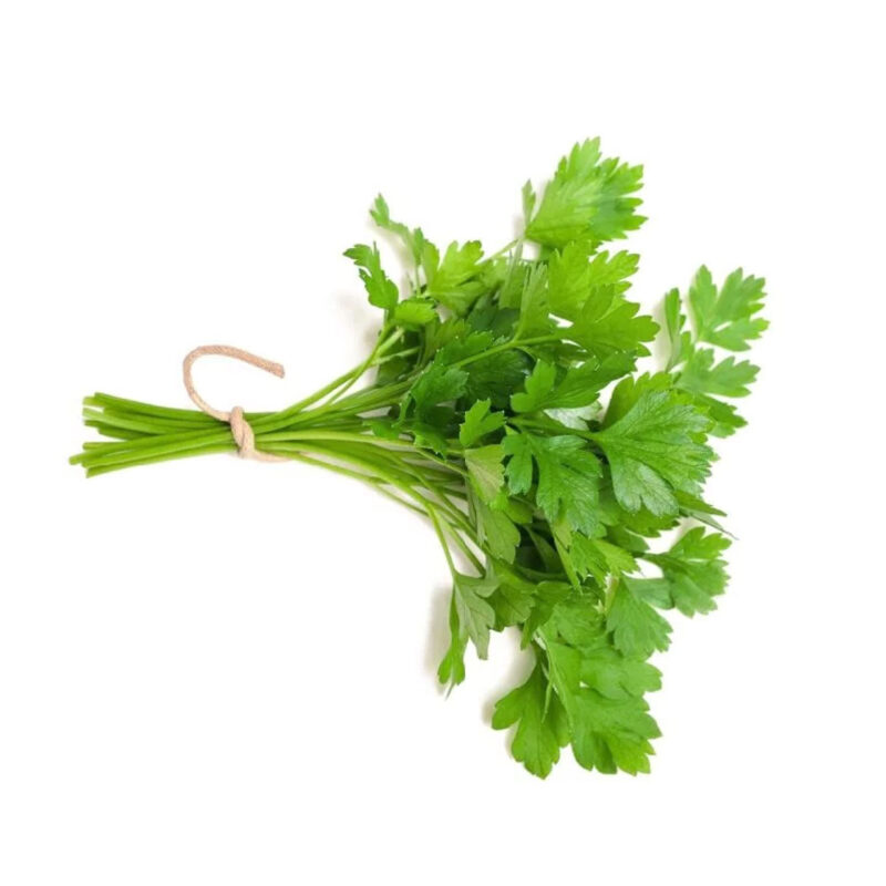 گشنیز